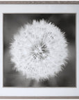 Uttermost Dandelion Seedhead Framed Print