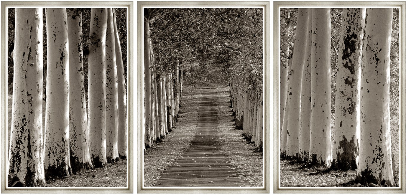 Trowbridge Avenue Of Trees 3 pc Artwork