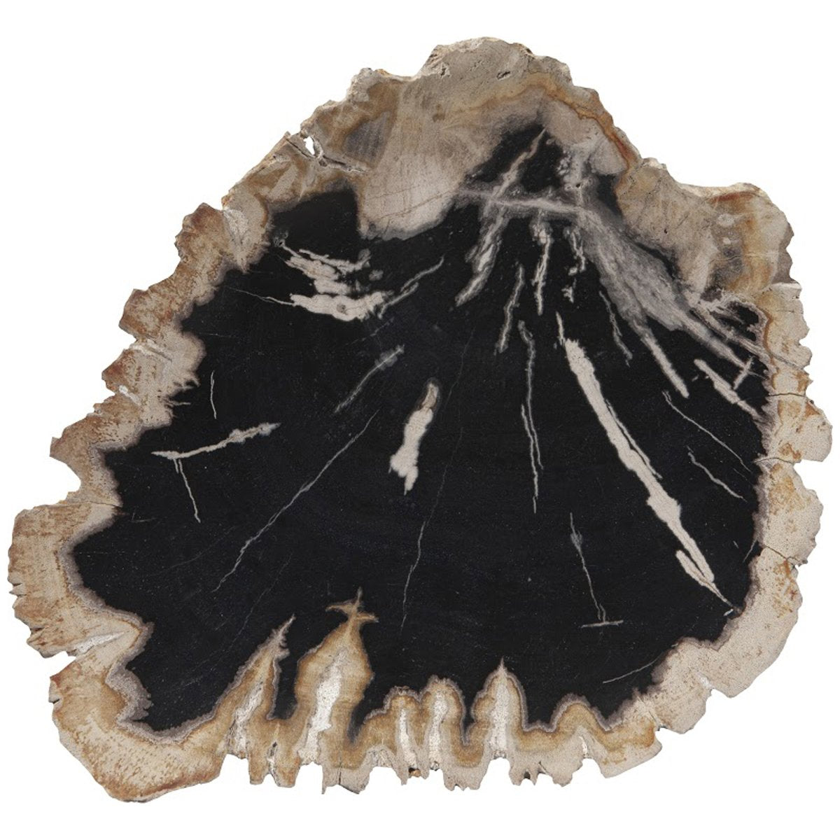 Phillips Collection Petrified Wood Plate, Assorted Color and Shape