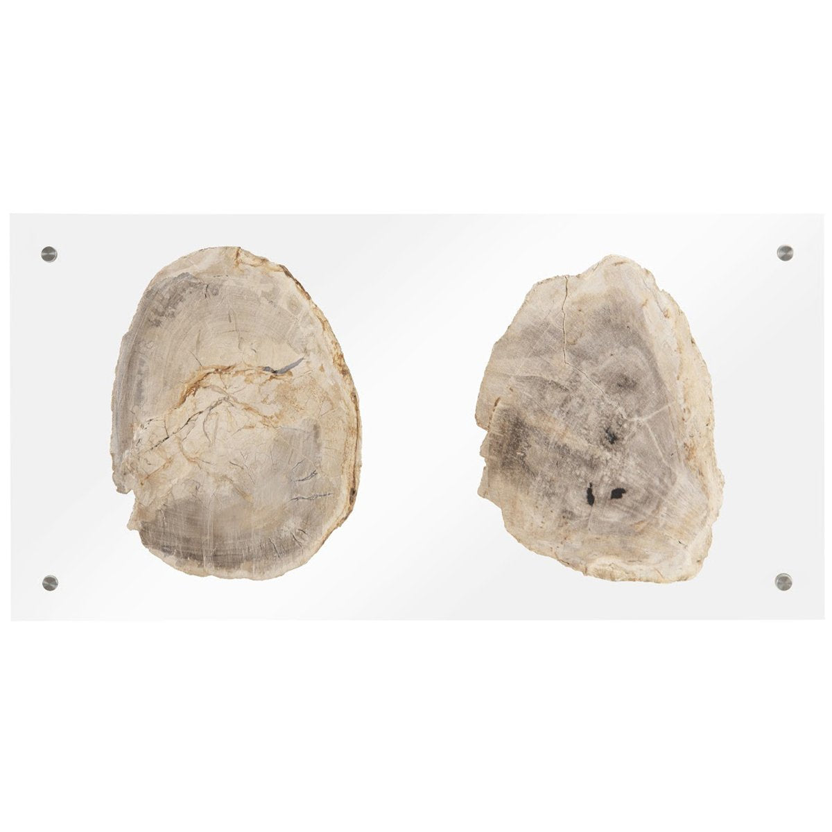 Phillips Collection Floating Petrified Double Slice Wall Art