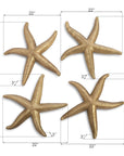 Phillips Collection Starfish Wall Decor, Set of 4