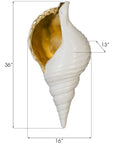 Phillips Collection Triton Shell Wall Art