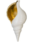 Phillips Collection Triton Shell Wall Art