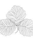 Phillips Collection Tri Leaf Wall Art